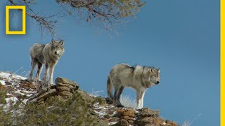 Wolves of Yellowstone On The Hunt | National Geographic