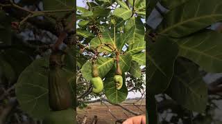 The big cashew tree is lovely... 🌳💚 Standing tall with shade, strength, and sweet memories 🌰☀️