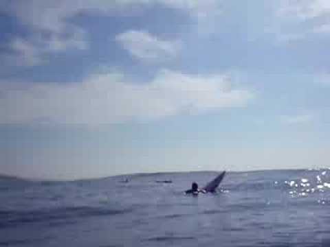 Surfing with dolphins!