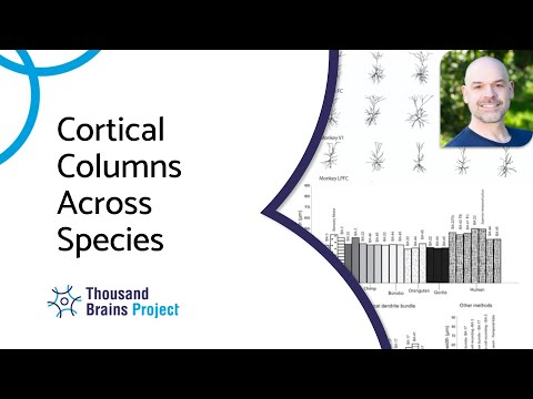 2025/11 - Cortical Columns Across Species