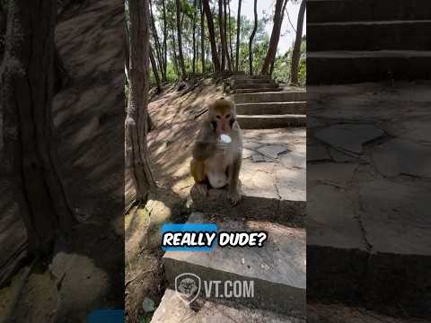 Monkey Loses It After Tourists Spice Up His Ice Cream. 🙊🍨