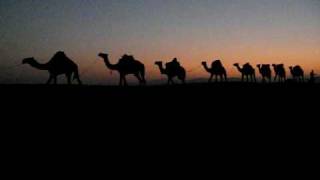 preview picture of video 'Camels in Danakil 2'