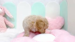 ハーフ犬の動画01