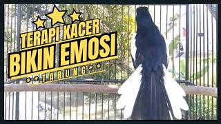 Download lagu Suara Pancingan Kacer  Ini Bikin Semua kacer Auto Gacor. TERAPI KACER MALAM HARI mp3