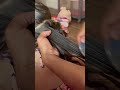 Lice Treatment on a Toddler with 1000s of Lice Eggs l Lice Infestation @Thelousegirl