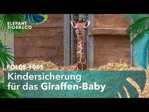 Oh Mandie! (Folge 1061) | Elefant, Tiger & Co. | MDR