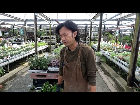 園芸 ベルレヴァリア・ピクナンタ