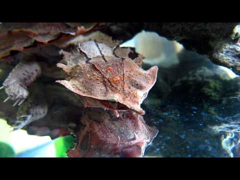Korytnačka mata-mata (Chelus fimbriata) — podvodný lov