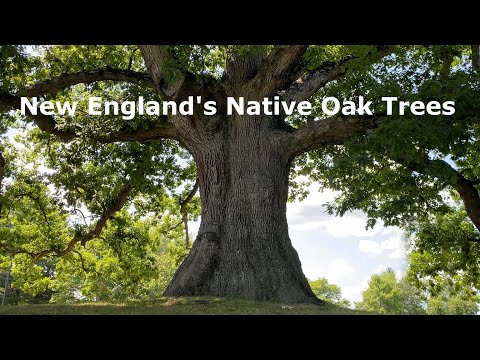 New England's Native Oak Trees