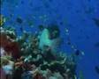 Marine World of Milne Bay - Part 1 of 2