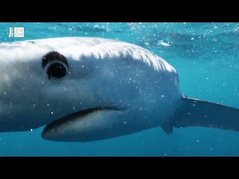 Žralok modrý loví i v absolutní tmě. Podívejte se na jeho unikátní schopnost