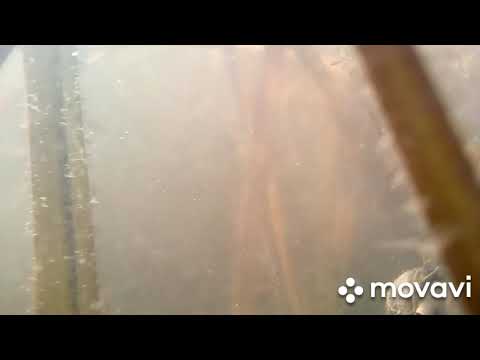 Подводная с'ёмка на Ulefone Armor X5