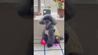 【ただただかわいい】#トイプードル #かわいい #癒し #わんこ #犬 #犬のいる暮らし #犬動画 #いぬ #ふわふわ #トリミング #わんことの日常 #日常 #いぬのいる生活