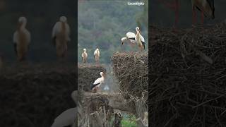 Download lagu Discover Estonia's Wildlife #travel #discover #estonia #wildlife #animals #explore #nature #shorts mp3