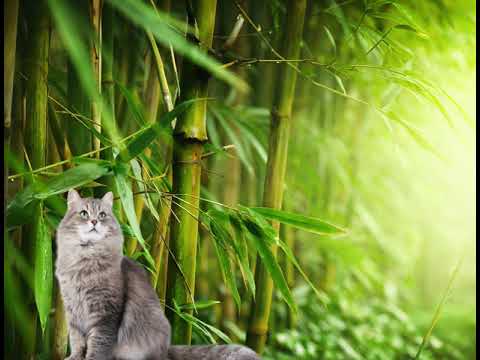 The Helpless Cat is Killed by Khadijah Fyffe