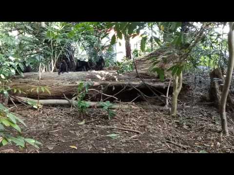 Observing Black Crested Macaque or Black Macaque Sulawesi