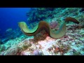 Swimming with eels, best giant moray  ever.