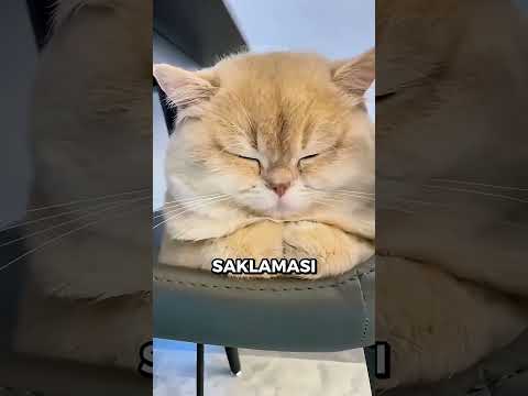 Kedinizin ÜŞÜDÜĞÜNÜ Gösteren 3 İşaret 🐱❄️