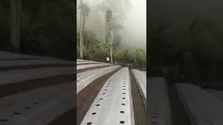 Download lagu Beginilah suasana kebun di Kaki Gunung Ciremai Jawa Barat mp3