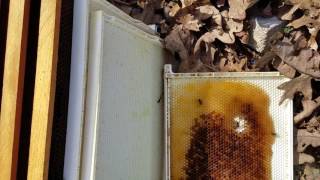 LOST HIVES THIS WINTER