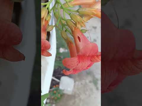 #garden #flowers winters shrijan #gardening #plants