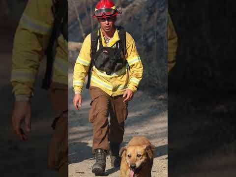 AYUDA 🆘  Incendios en Bio bio -  tome lirquen concepción familias, naturaleza y animales afectados