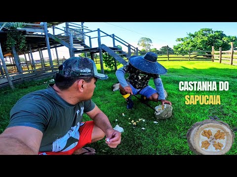 CASTANHA QUE "ABRE SOZINHA"! Você conhece a Sapucaia? 🌳🥜