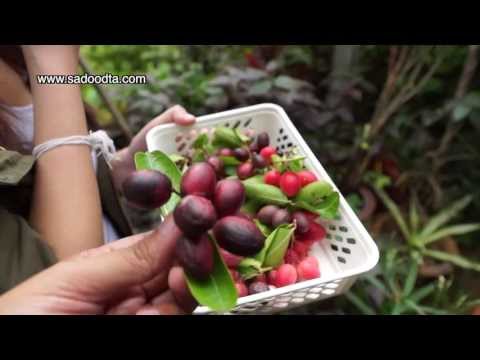 มะม่วงหาวมะนาวโห่