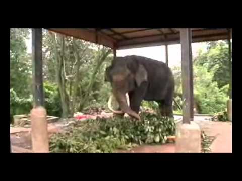 Pinnawala Part-01.wmv