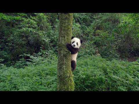 Pandas Movie Trailer