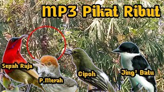 Download lagu Ribut‼️,Sepah Raja,Cipoh,Jing² Batu,P.Nyetarter,Suara Pikat Ribut Kombinasi 4 Burung mp3 Download lagu Ribut‼️,Sepah Raja,Cipoh,Jing² Batu,P.Nyetarter,Suara Pikat Ribut Kombinasi 4 Burung mp3
