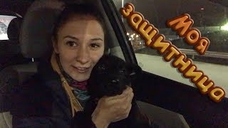 МОЯ НОВАЯ ЗАЩИТНИЦА / Реакция котов на щенка