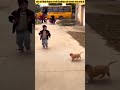 Dog BabyPuppy Friendship Love React तेरे जैसा यार कहां Shorts Insaniya