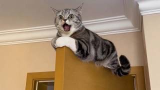 Download lagu Get Ready to Die LAUGHING at These CATS 🤣 Funny Cat Videos mp3 Download lagu Get Ready to Die LAUGHING at These CATS 🤣 Funny Cat Videos mp3