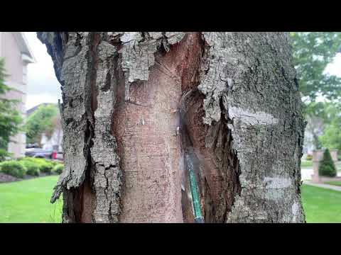 Large Buildup of Carpenter Ant Frass Found in the Backyard in Morganville, NJ