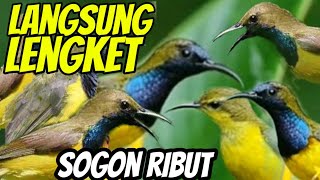 Download lagu suara pikat sogon ribut menjerit kejepit paling ampuh mp3 Download lagu suara pikat sogon ribut menjerit kejepit paling ampuh mp3
