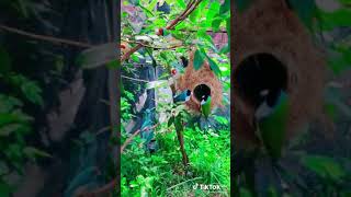 Download lagu Burung yang indah dan suara merdu Bergantungan disarangnya ,story wa, story wa kata2 bijak,story wa mp3 Download lagu Burung yang indah dan suara merdu Bergantungan disarangnya ,story wa, story wa kata2 bijak,story wa mp3