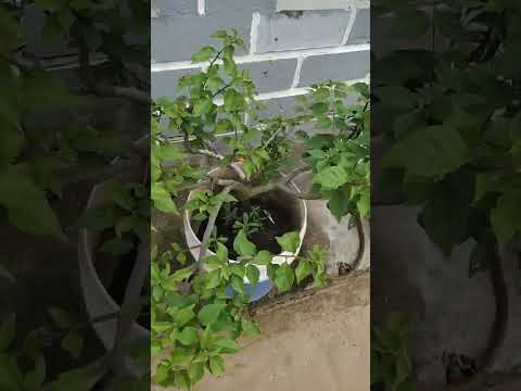 #shorts #shortsvideo #nature #beautifulnature #sudiptientertainment