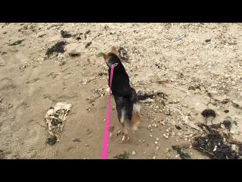 Sheeba at the beach