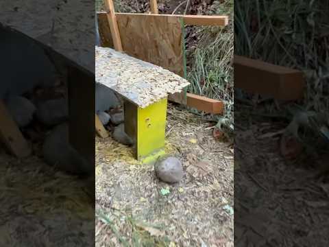 SHOWDOWN! 30-06 Winchester Copper Impact 150 vs 180 grain Ballistics Gel Ammo Test