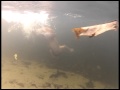 Barney The Diving Dog