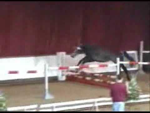 Cicero Z van Paemel - BWP