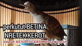 Download lagu Perkutut betina memanggil jantan KEROT NRETEK - ampuh mendongkrak birahi perkutut jantan mp3 Download lagu Perkutut betina memanggil jantan KEROT NRETEK - ampuh mendongkrak birahi perkutut jantan mp3