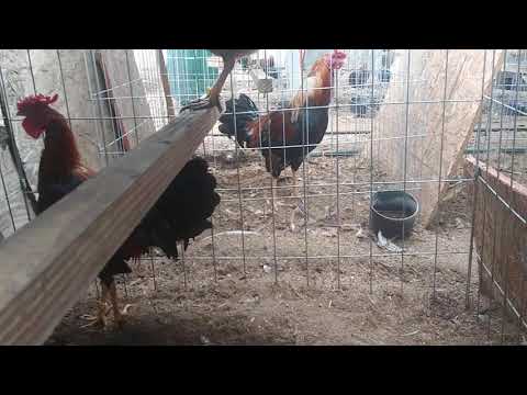 Psycho boricua Spanish gamefowl