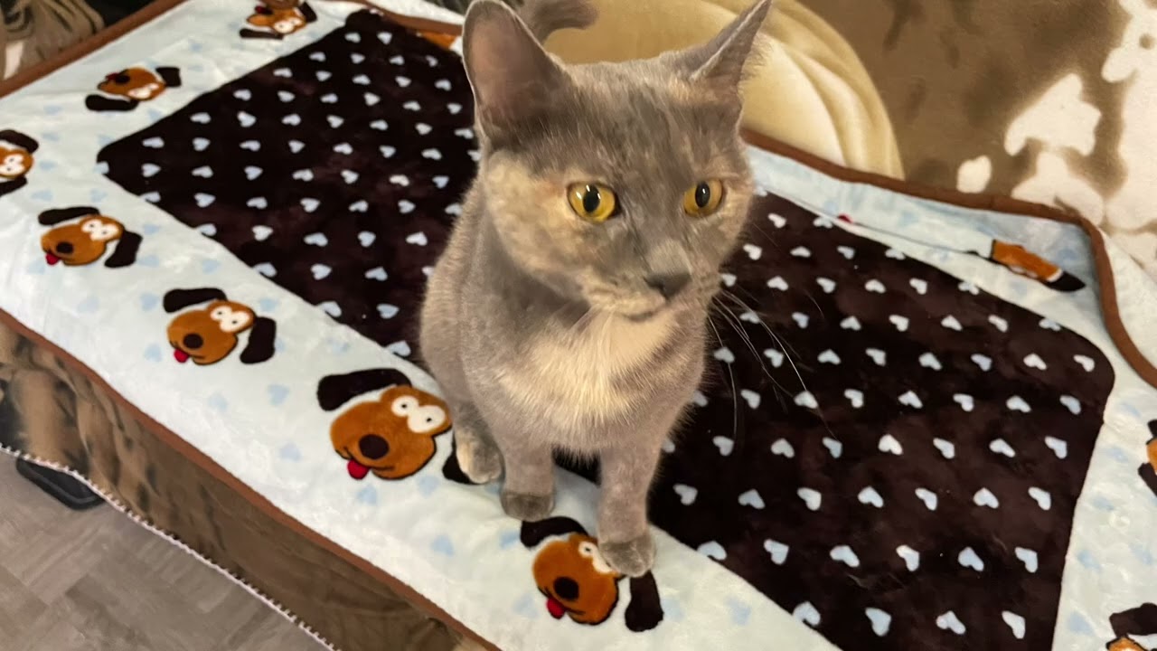 Enlarge Luna, a Adoptable Domestic Short Hair in Grayslake, IL video 2/6