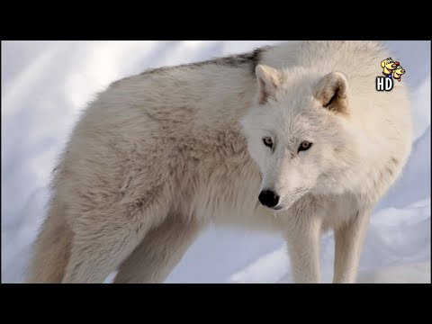 LOBOS BLANCOS | DOCUMENTAL