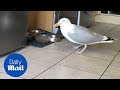 Seagull Steals Cats Food Right From Under Their Noses