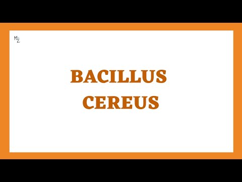 Bacillus cereus | Fried rice Syndrome or Food Poisoning (Morphology, Pathogenesis, Lab Diagnosis)