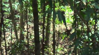 Download lagu Burung kuang liar mp3