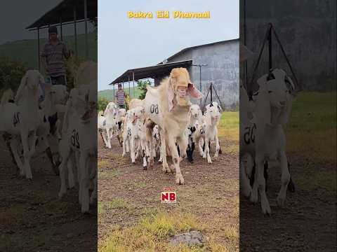 Bakro ki Fauj 🤩♥️ #bakraeid #bakraeid2025 #bakraeidspecial #bakra #goats #trending #biggoats